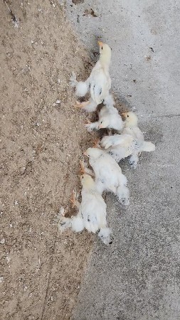 બ્રહ્મા બચ્ચા 6 નગસૅ ભેગા દેવાનાછૅ