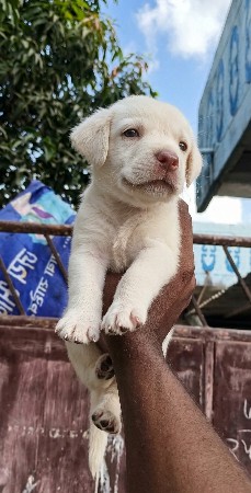 લેબ્રા ડોગ ગલુડિયું વેચવાનું છે