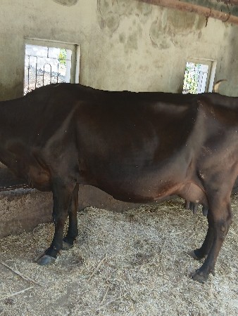 ગાય વેચવાની છે