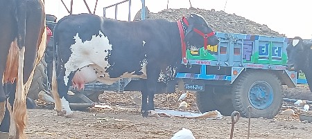 જરસી ગાય