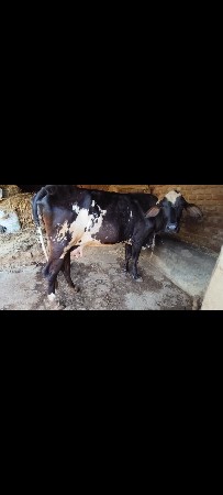 જર્સી ગાય વેચાવ સે
