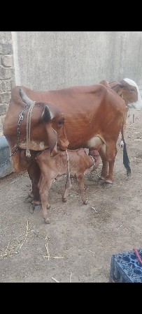 ગીર વેચવાની છે