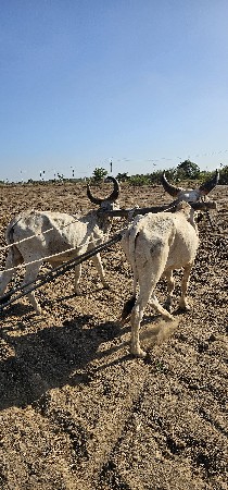 આ વર્ષે હાલ તા ક્યાં છે