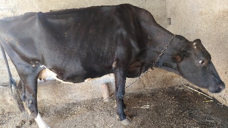 એસએફ ગાય વેચવા ની છે
