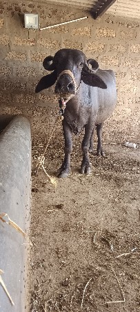 ૨ ખડેલા વેચવા ના છે