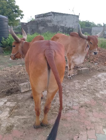 દેશી બળદ સારા છે