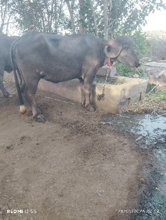 બેક બે ખડેલી વેચવાની છે
