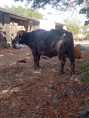 3 વેતર 
20 દી કાશી