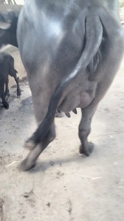ખડેલી વેસવાની સે