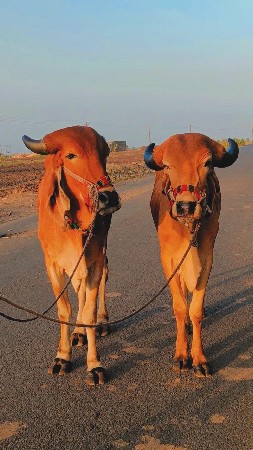 ગોડલા વેચવાના છે જાતે હૈ
