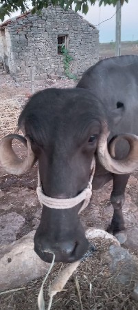 ભેંસ વેચવાની છે