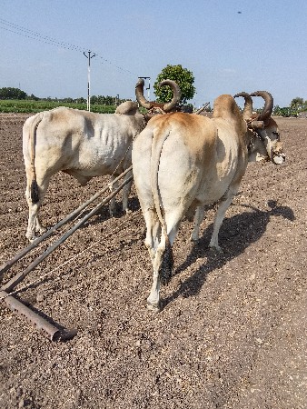 બળદ વેચવાના છે