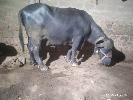 ભેસ વેસવાની છે