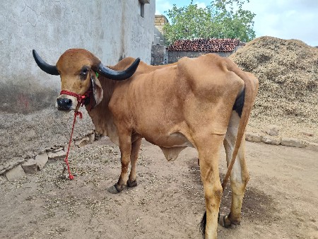 ગાય વેચાણની છે