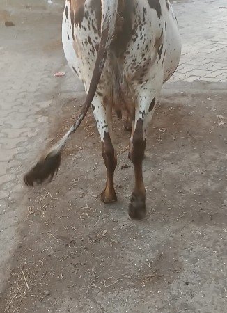 ગાય વેચવાની છે વિયાવા ઉપર છે