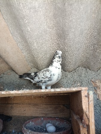 નર