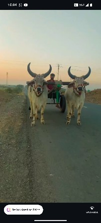 ગોડલા વેચવાના છે