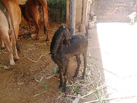 ત્રણ બકરી વેચવાની છે