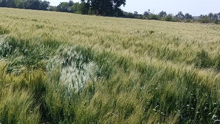 જમીન વેસવાની છે