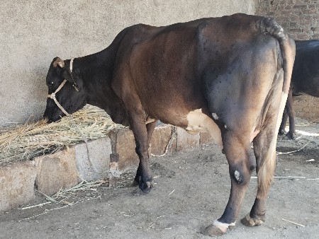 બે ગાયું વેચવાની છે