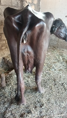 બીજા વેતરની ખડેલી વેચવાની છે