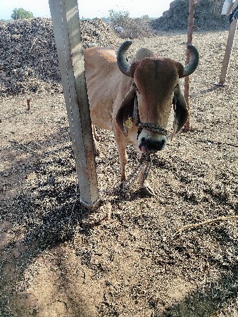 ગાય વેચવાની ચોથું વેતરિયાણી છે
