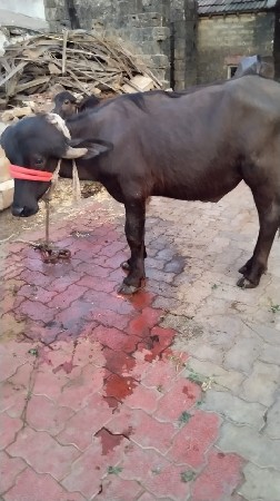 પાડો વેચવાનો છે