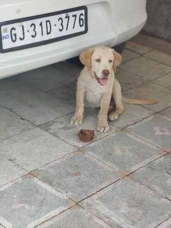 લેબરા ડોગ વેચવાનું છે