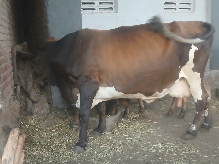 જર્સી ગાય વેચવાની છે