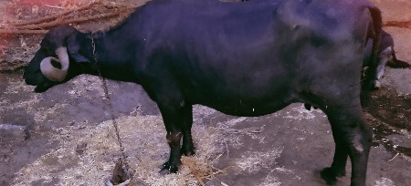 ભેંસ વેચવાની છે