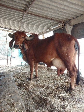 gir cow