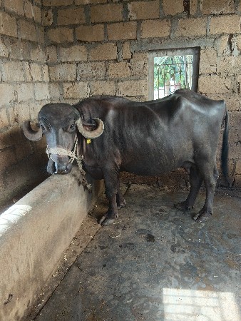 ભેંસ વેસવાની છે