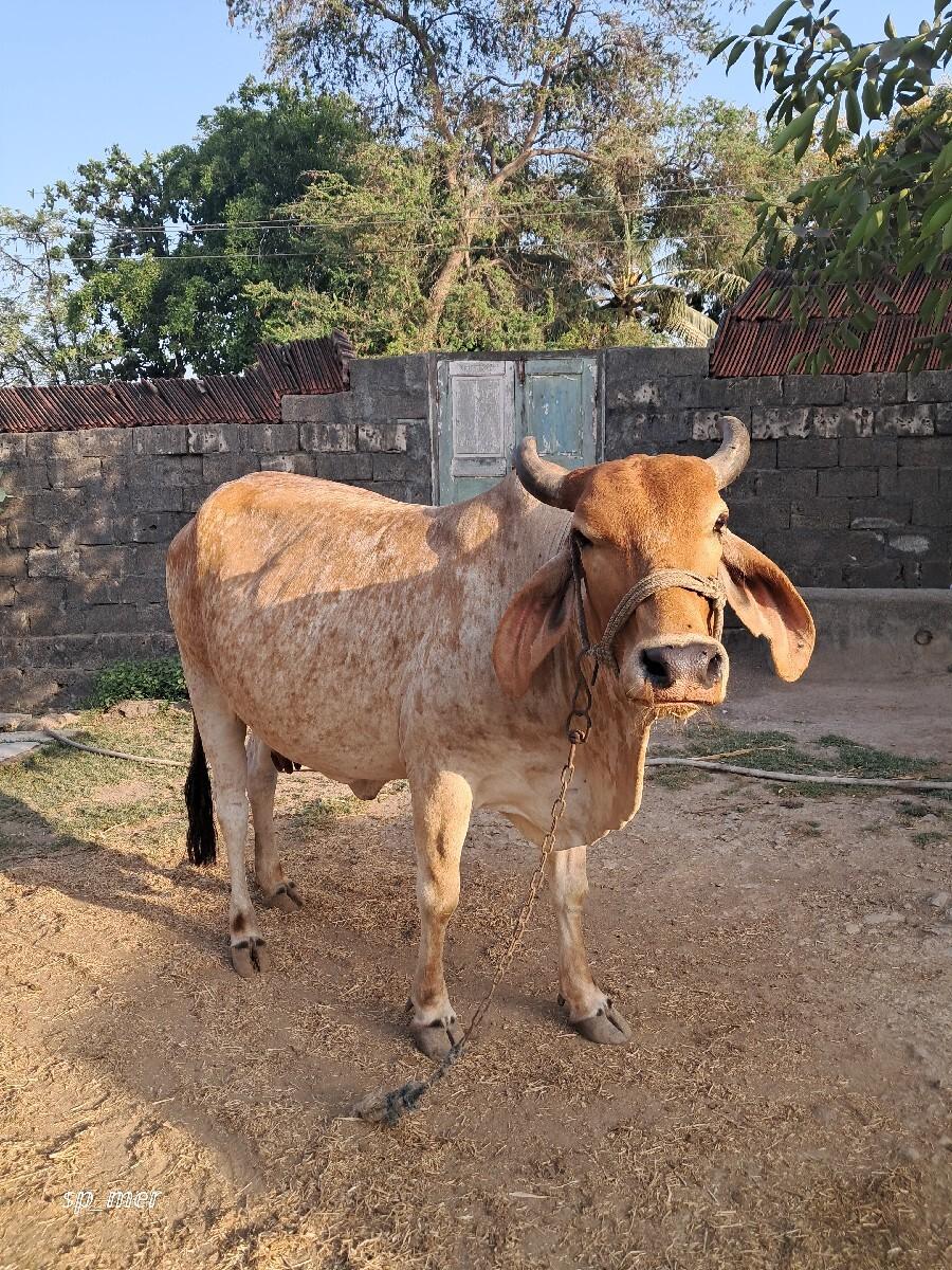 ગાય વેચવાની છે
