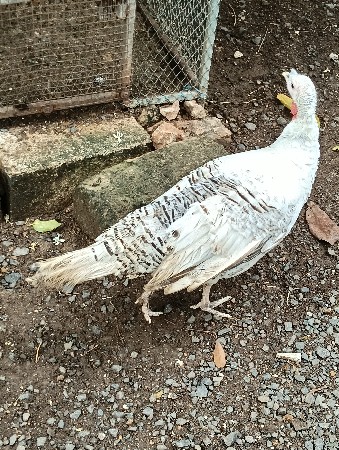 ટર્કી મુર્ગા જોરી વેચવાની છે
