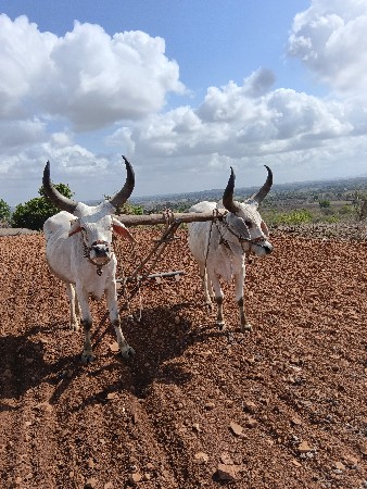 બળદ વેચવાના છે એક ધરના છે