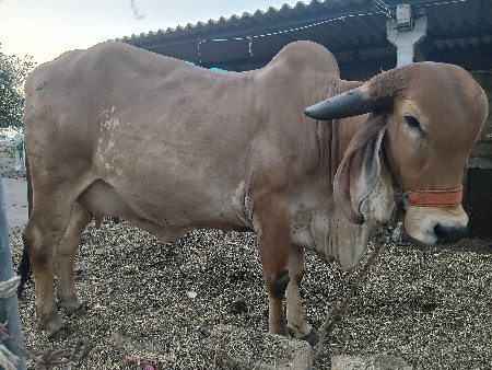 વેચવાની છે