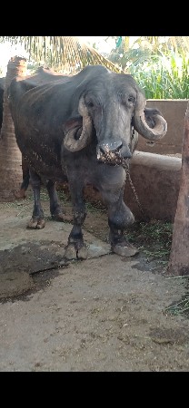ભેંસ વેચવાની છે