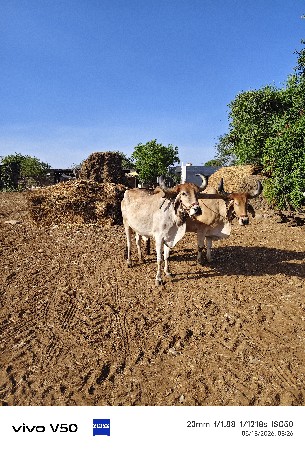 સાવ સોજા બળદ વેચવાના છે