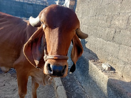ગીર હોડકી વેસવાનીસે