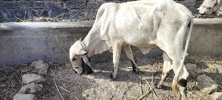 વંચવાનુ‌છે