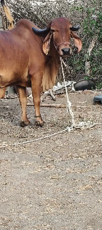 ગાય વેચવાની છે