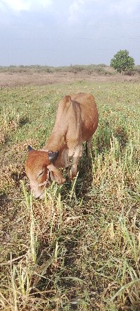 4દાતે