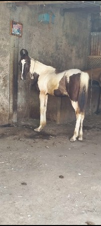 વછેરો છે