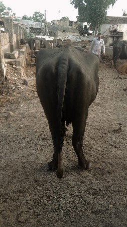 ખડેલી વેચવાની છે