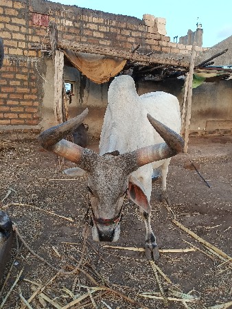 બળદ વેચવા ના છે
