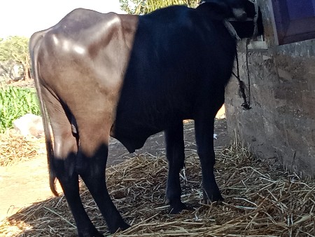 પાડો વેચવા નો છે