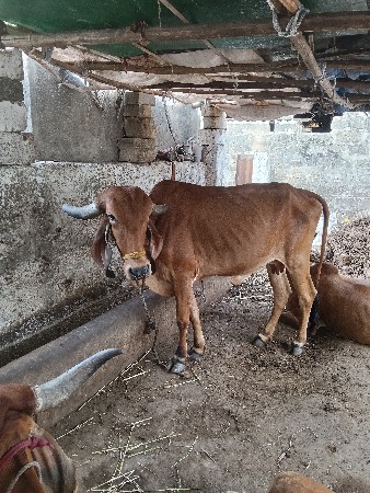 ગીર ગાય વેચવાની છે