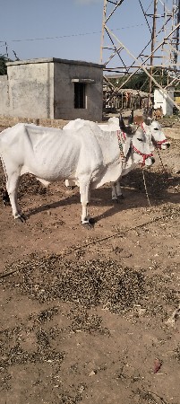 બળદ વેચવાના છે