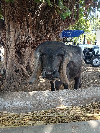 ખિરિ પાડી