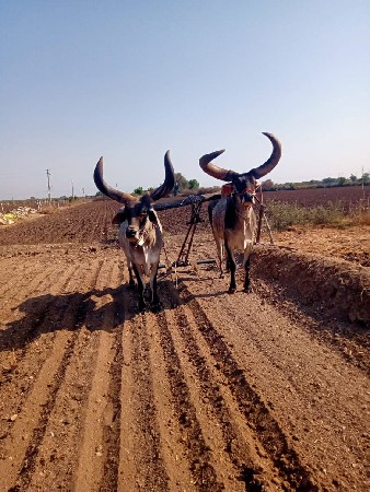 બડદ વેચવાના છે